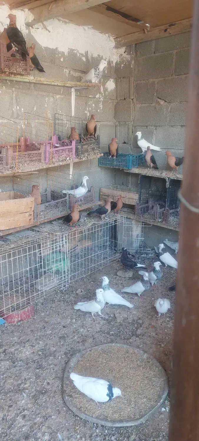 فروش کبوتر طوقی و ارشینگل در شهر جم|پرنده|جم, |دیوار