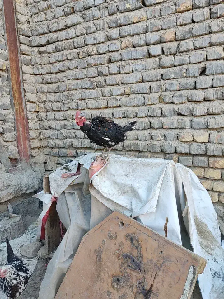 خروس گلین|حیوانات مزرعه|معصومیه, |دیوار