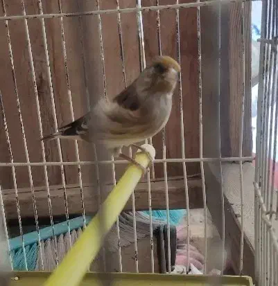 سهره قناری نر|پرنده|ملایر, |دیوار