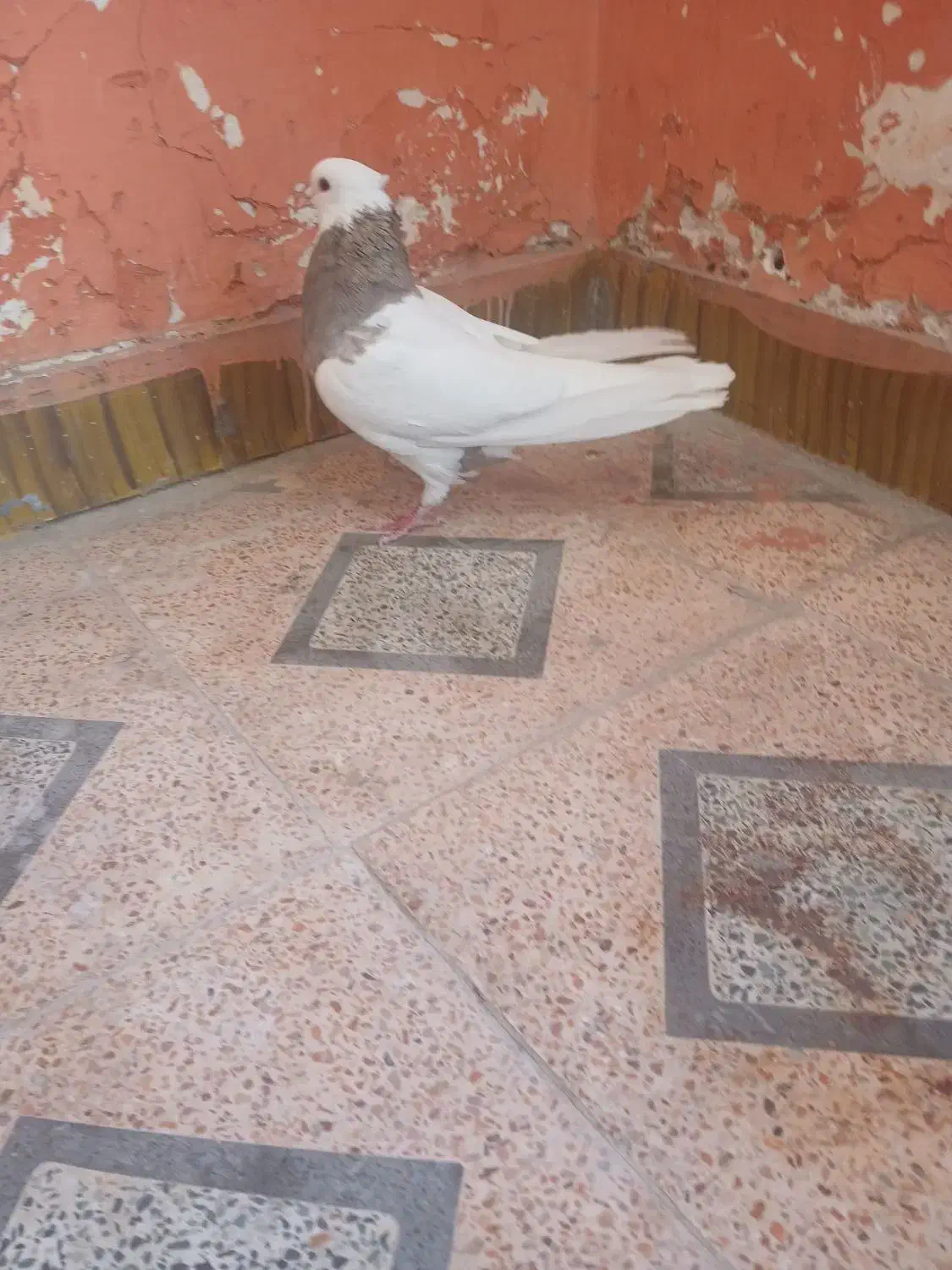 طوقی|پرنده|بهبهان, |دیوار