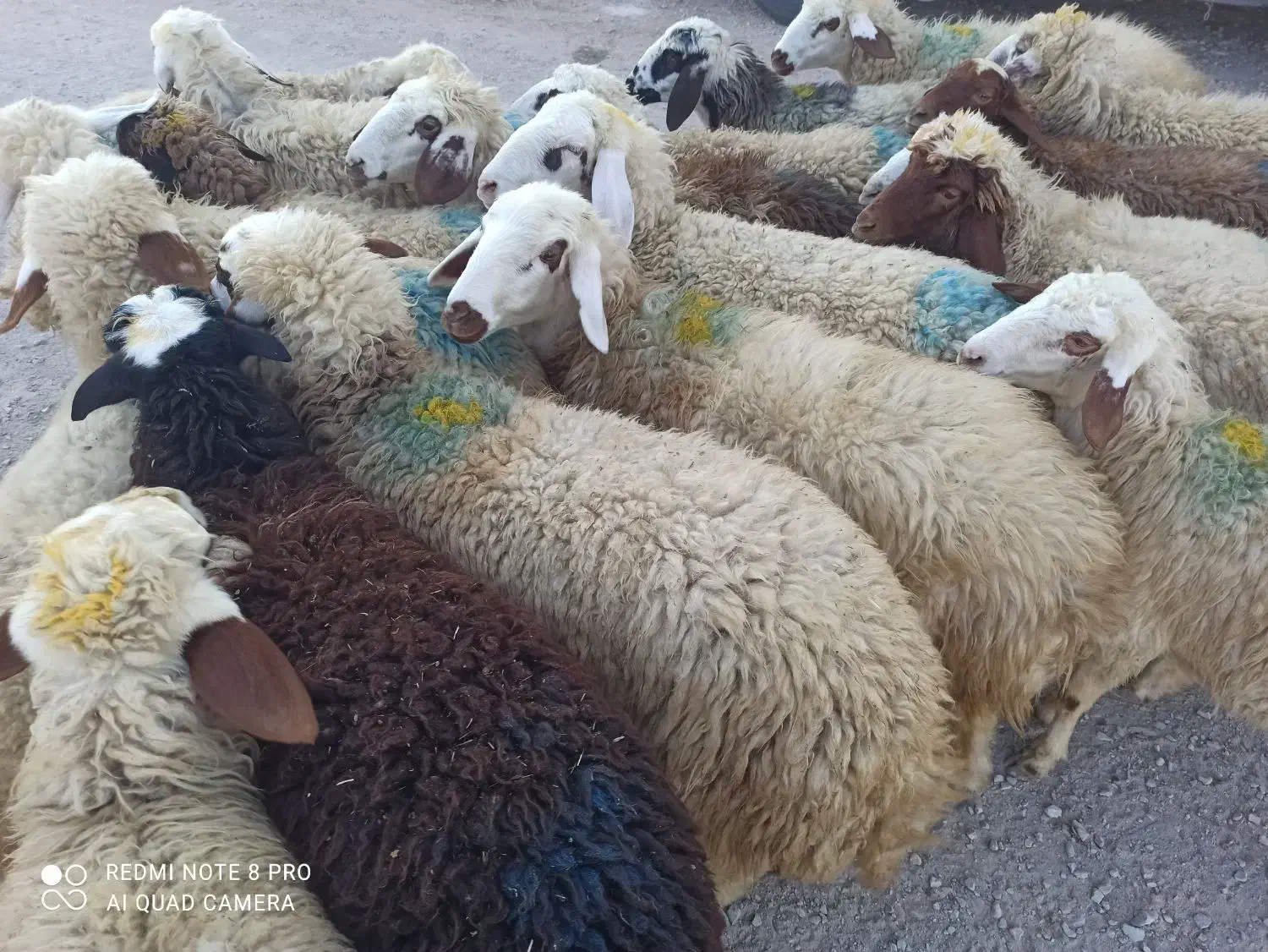 بره ماده درجه یک|حیوانات مزرعه|ماهیدشت, |دیوار