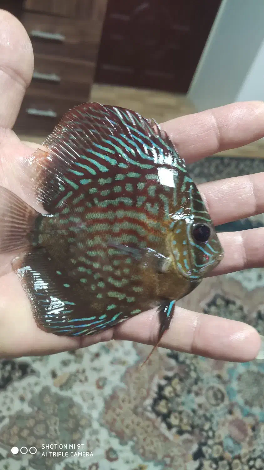 ماهی دیسکس آکواریوم|ماهی|فردیس, قریشی|دیوار