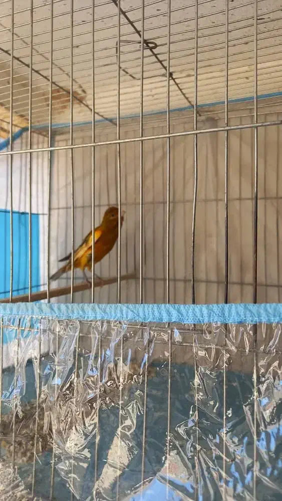 قناری نر|پرنده|شیراز, گویم|دیوار