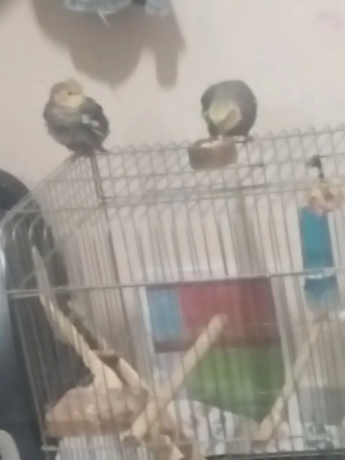 دو تا عروس هلندی اسلامشهر شهرک انبیا سپیدا دوم|پرنده|اسلام‌شهر, شهرک توحید|دیوار