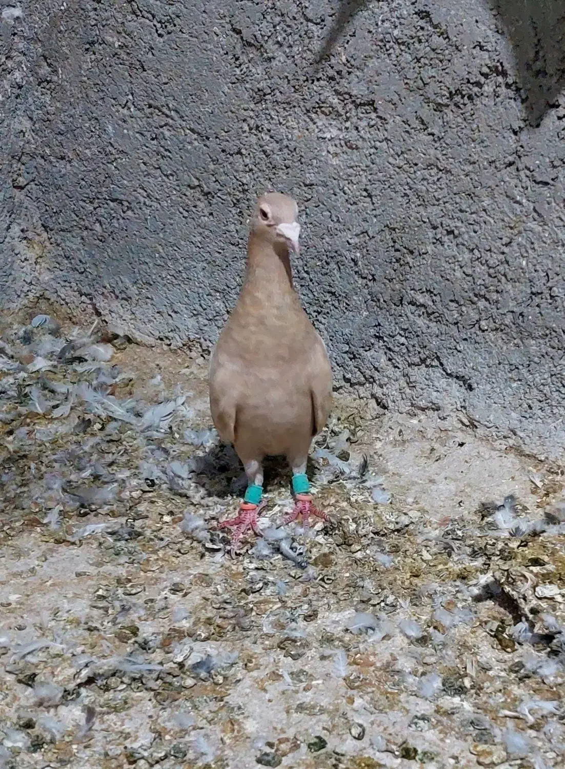 تعداد ۵ عدد کبوتر رنگی پرشی|پرنده|محمدیه-قزوین, |دیوار