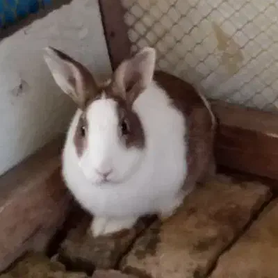 خرگوش|موش و خرگوش|رودسر, |دیوار