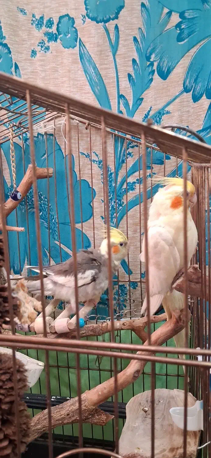 عروس هلندی جوان یک جفت نر و ماده|پرنده|قم, دروازه ری|دیوار