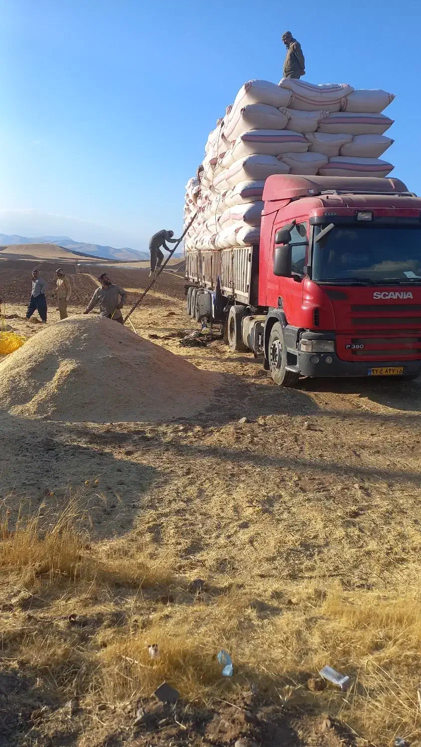 کاه گندم|لوازم جانبی حیوانات|بلبان آباد, |دیوار