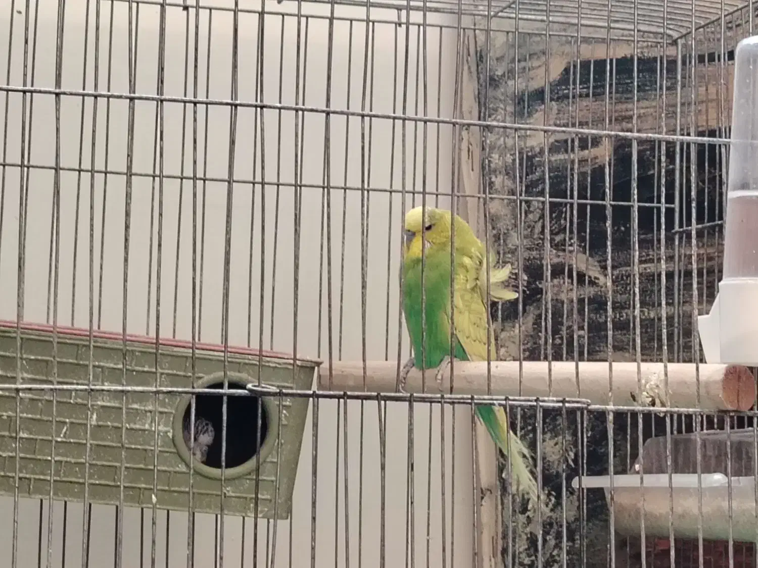 مرغ عشق مولد|پرنده|اصفهان, کوجان|دیوار