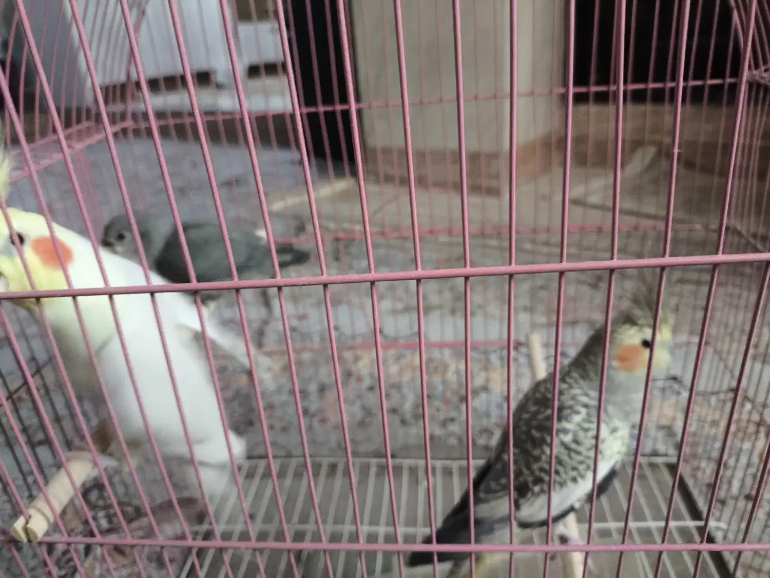 عروس هلندی جفت و طوطی کوتوله برزیلی|پرنده|میناب, |دیوار