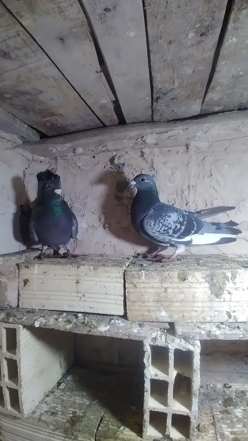 پلاکی|پرنده|لیلان, |دیوار