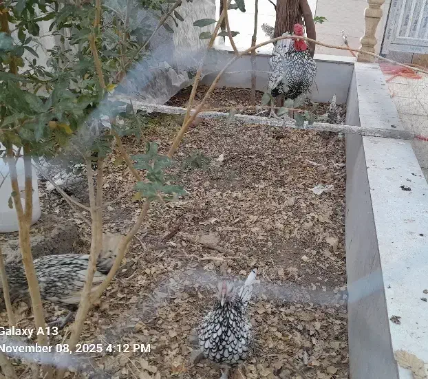 تخم مرغ سبرایت سیلور|حیوانات مزرعه|نطنز, |دیوار