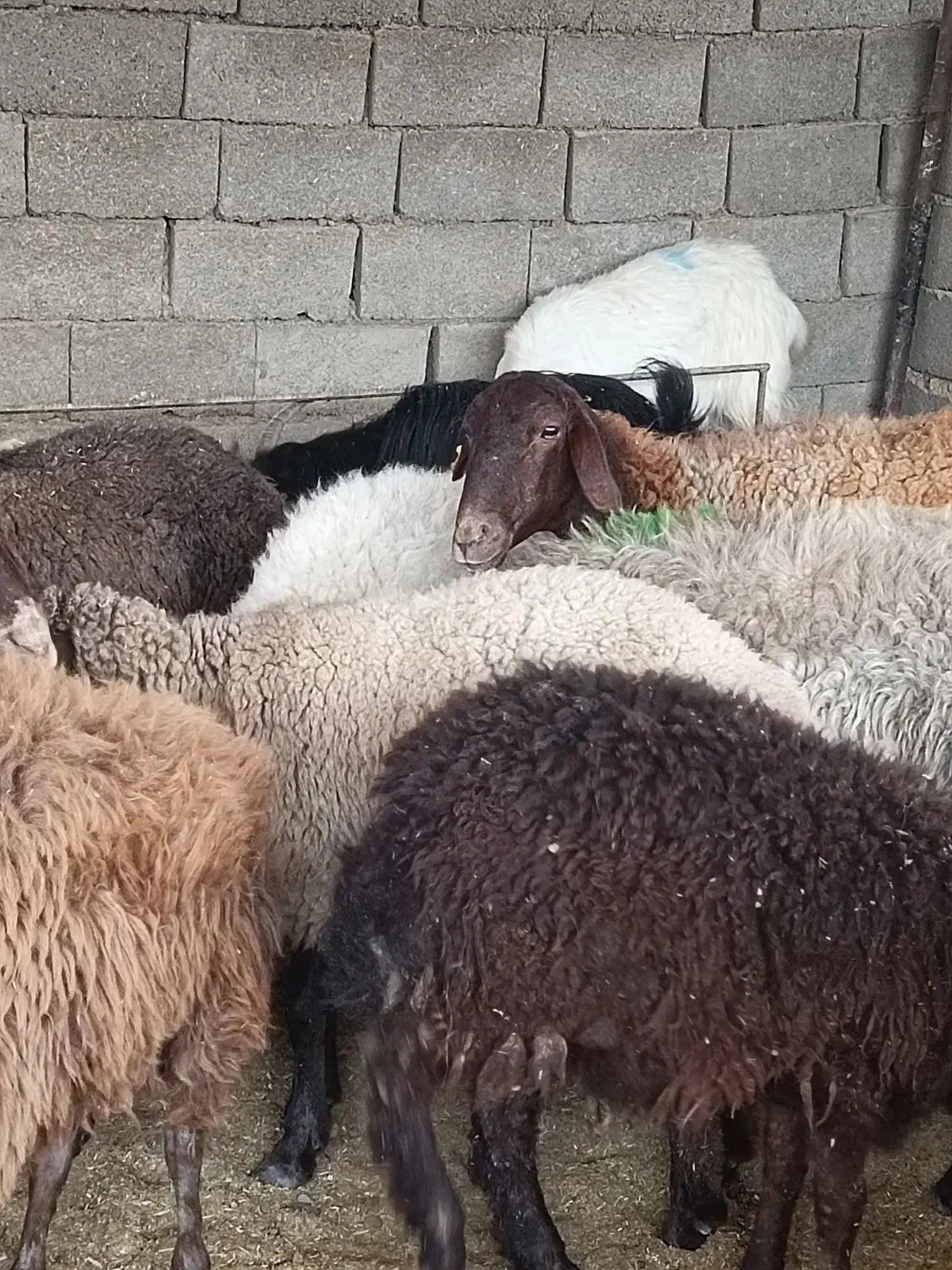 میش وبره چاق کشتاری گوسفندباقصاب|حیوانات مزرعه|مشهد, احمدآباد|دیوار