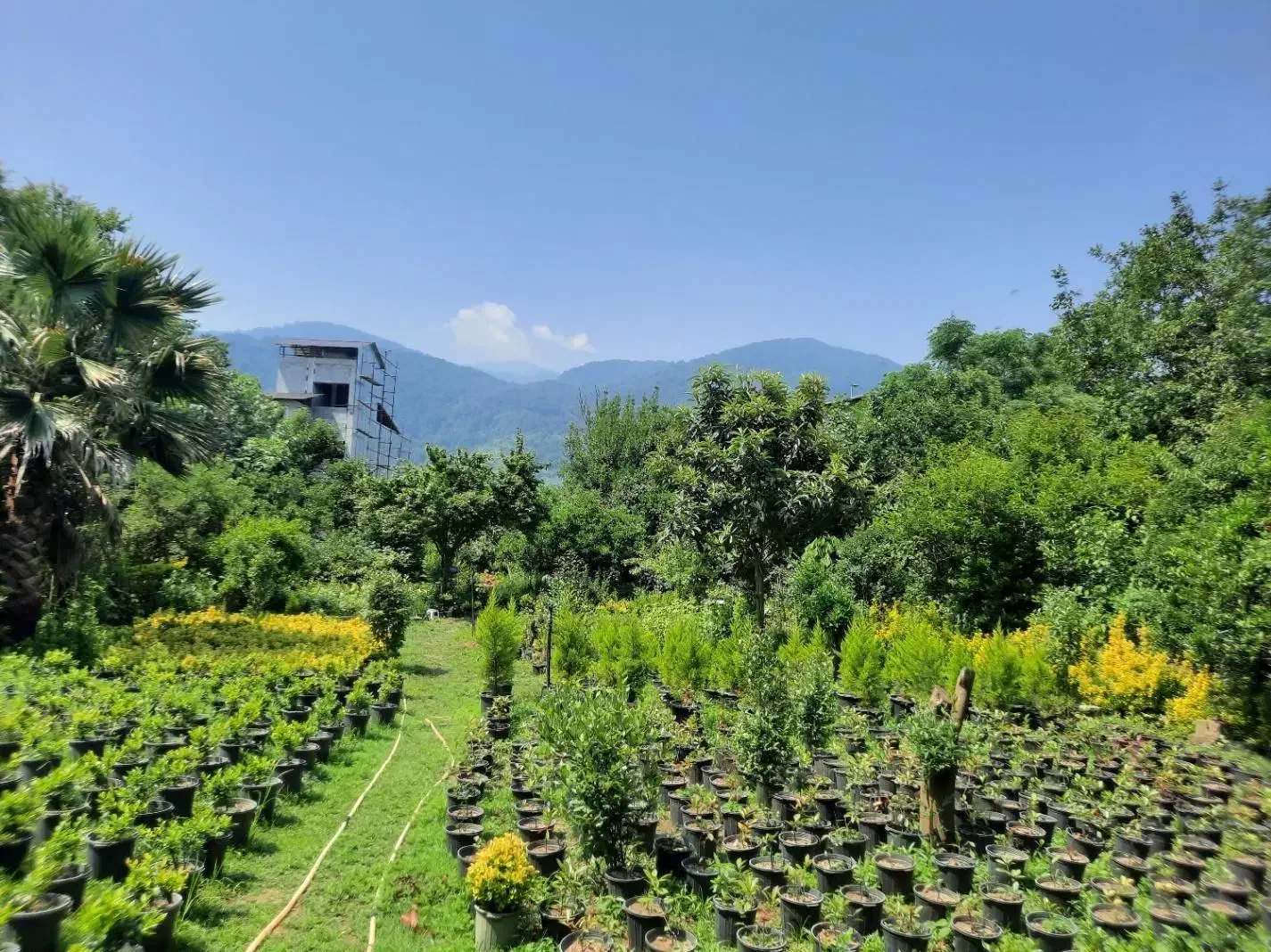 زمین مسکونی  ۱۱۰۰ متر|فروش زمین و ملک کلنگی|چابکسر, |دیوار