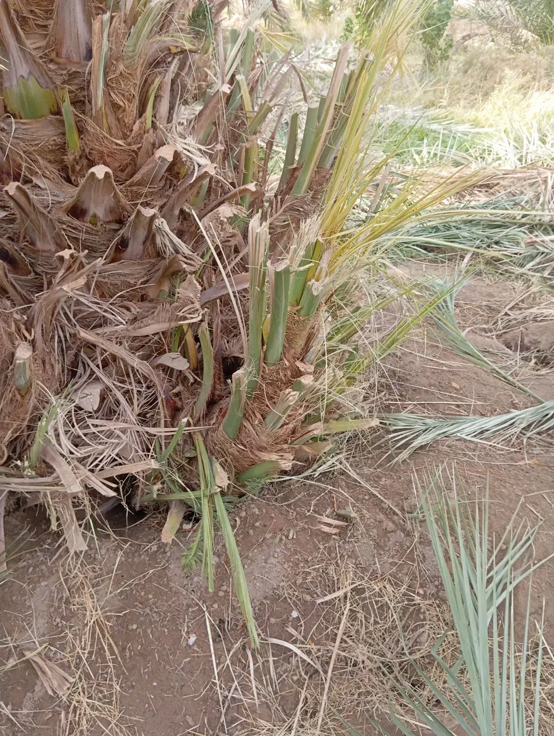 حدود 100تا جونگ مضافتی درجه یک سن مادریشون 25ساله|گل و گیاه طبیعی|ریگان, |دیوار