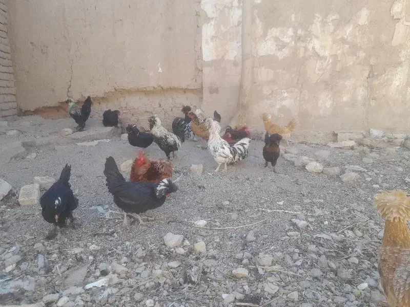 مرغ وخروس تزیئینی|حیوانات مزرعه|تربتحیدریه, طالقانی|دیوار