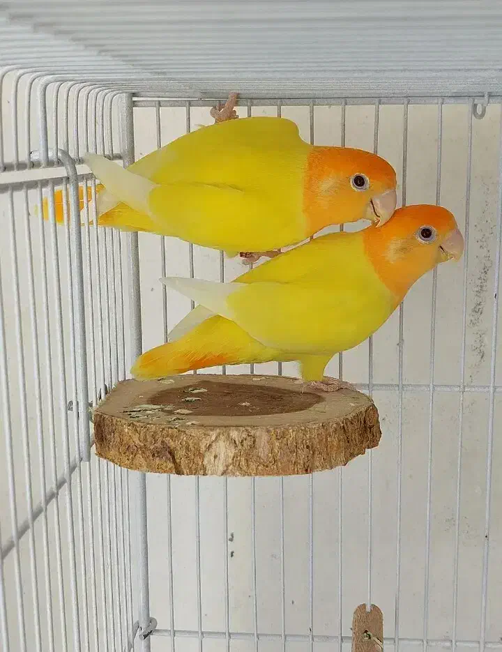 طوطی برزیلی|پرنده|مهر, |دیوار