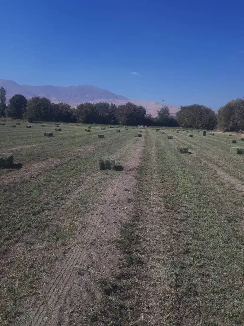 یونجه چین ۵|حیوانات مزرعه|بروجرد, |دیوار