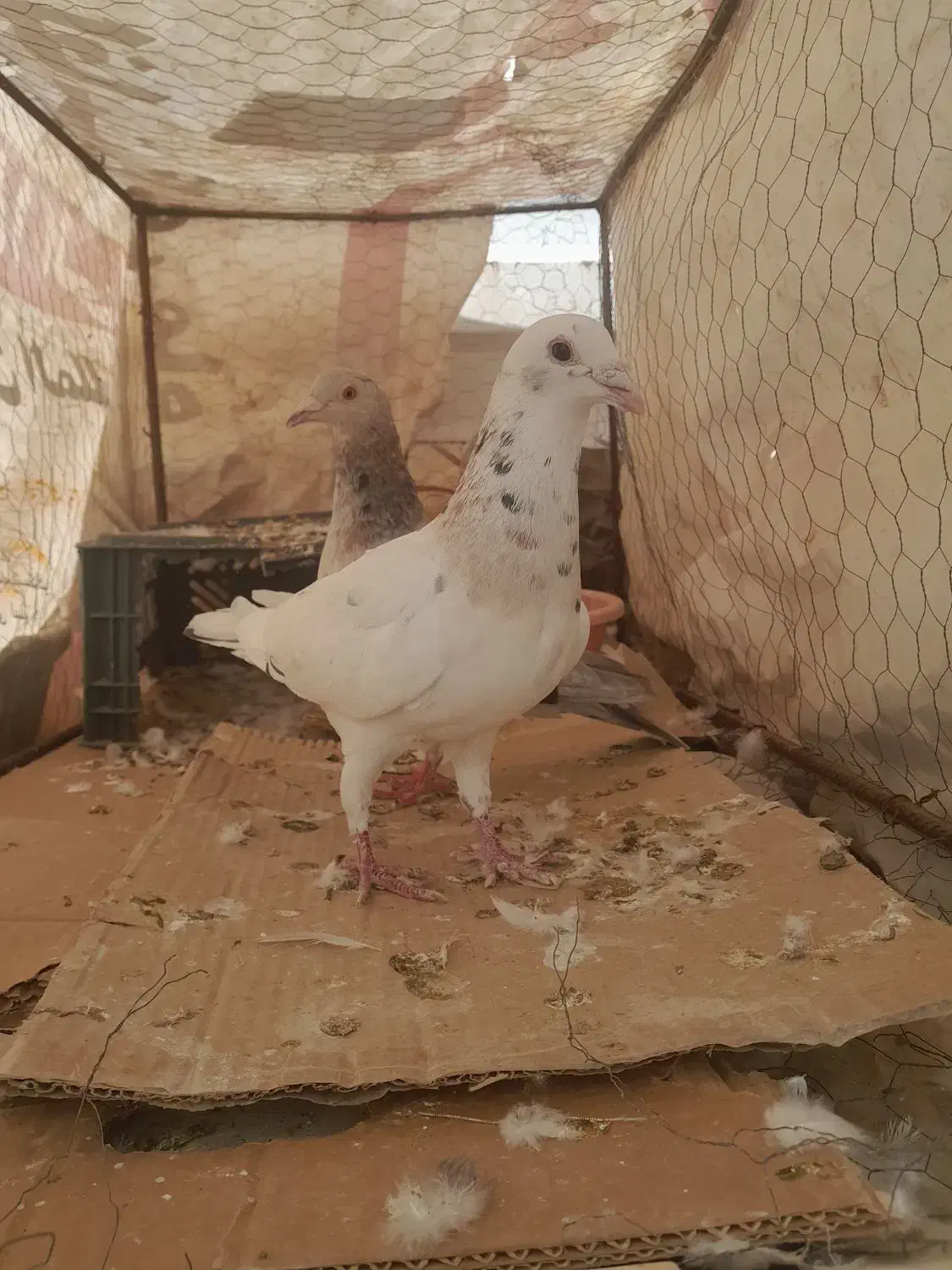 کفتر هفترنگ|پرنده|اقبالیه, |دیوار