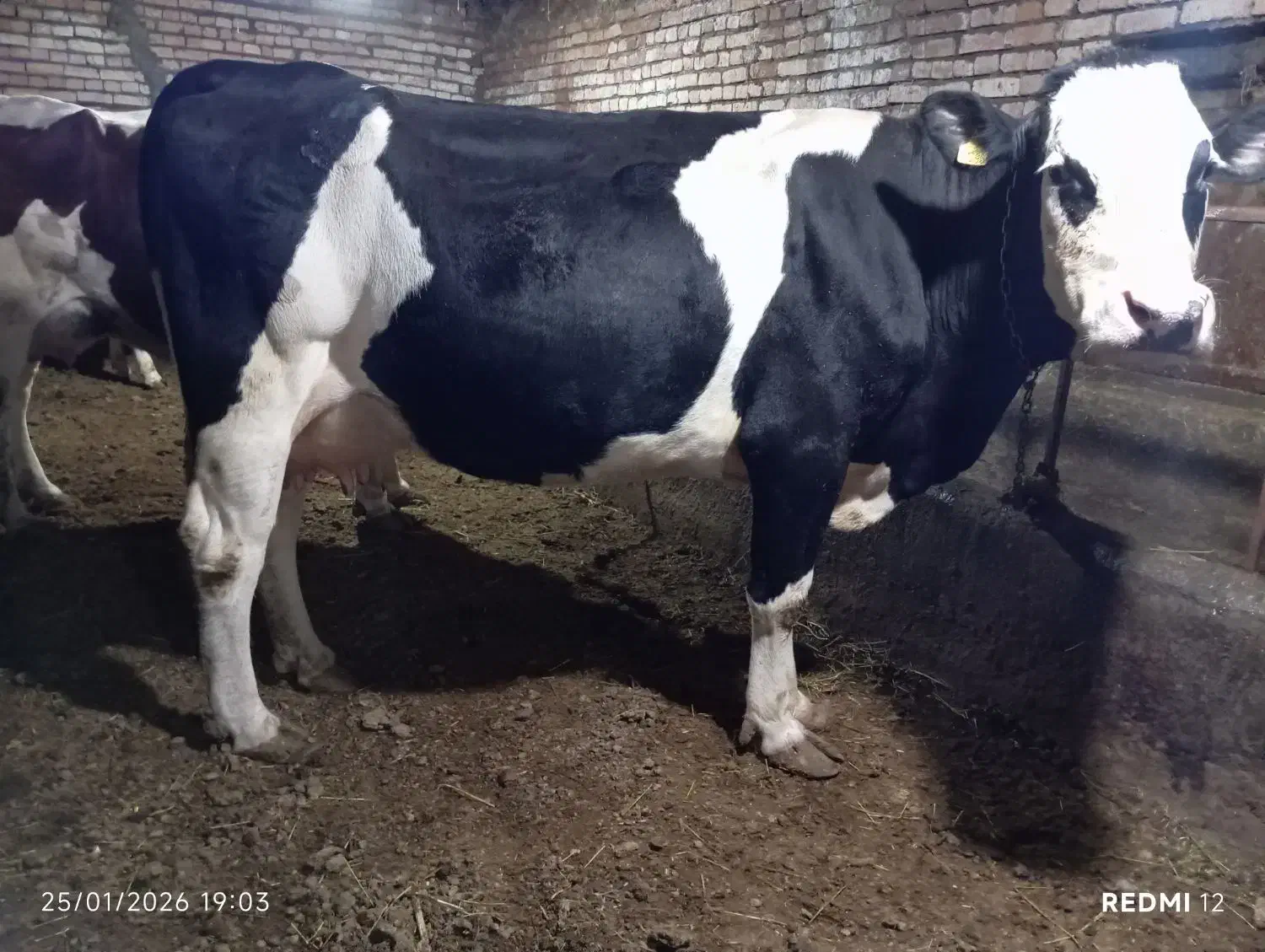 گاو گوساله فروش|حیوانات مزرعه|اردبیل, |دیوار