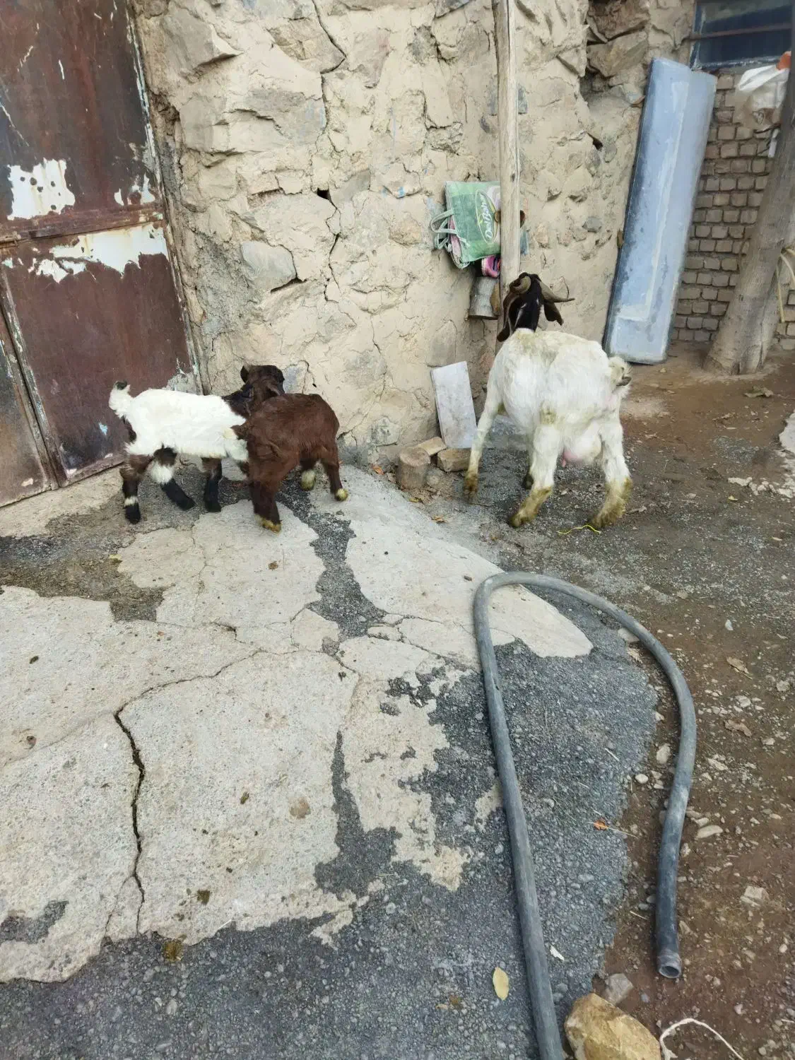 بز جوان|حیوانات مزرعه|بلبان آباد, |دیوار