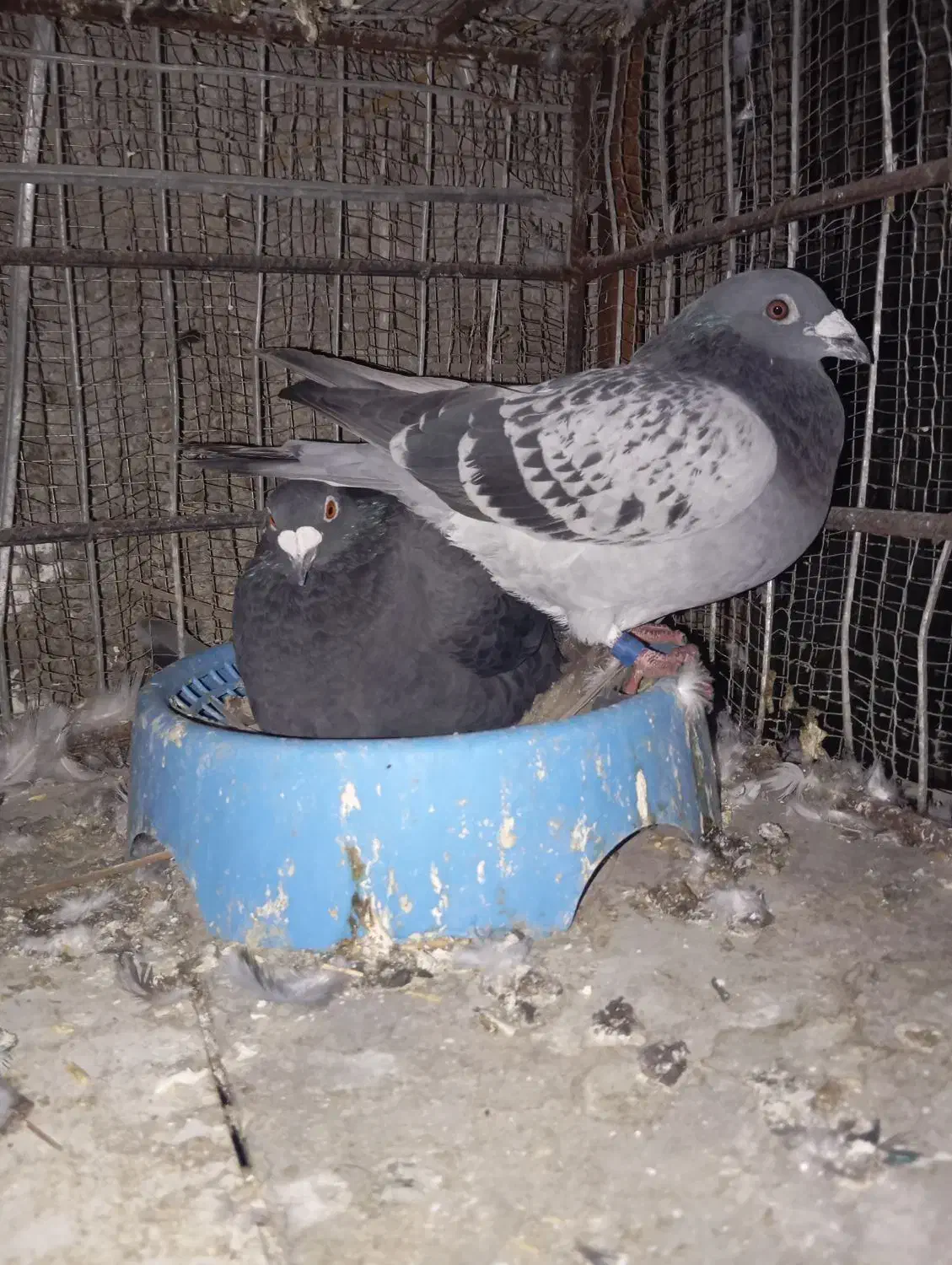 کفتر پلاکی|پرنده|بندرعباس, |دیوار