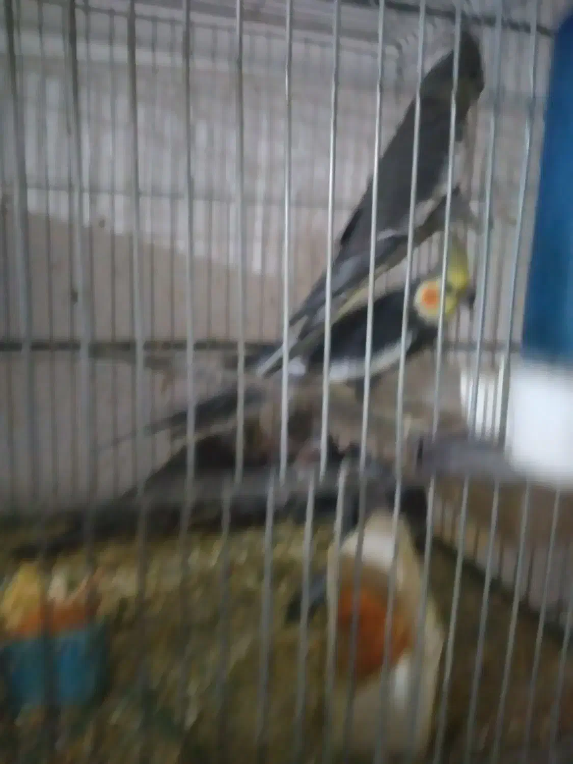 عروس هلندی|پرنده|نجفآباد, حومه نجف آباد|دیوار