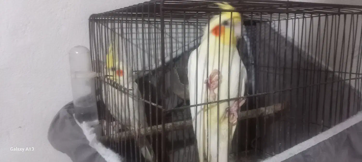 عروس هلندی لوتینو|پرنده|رشت, آب و برق|دیوار