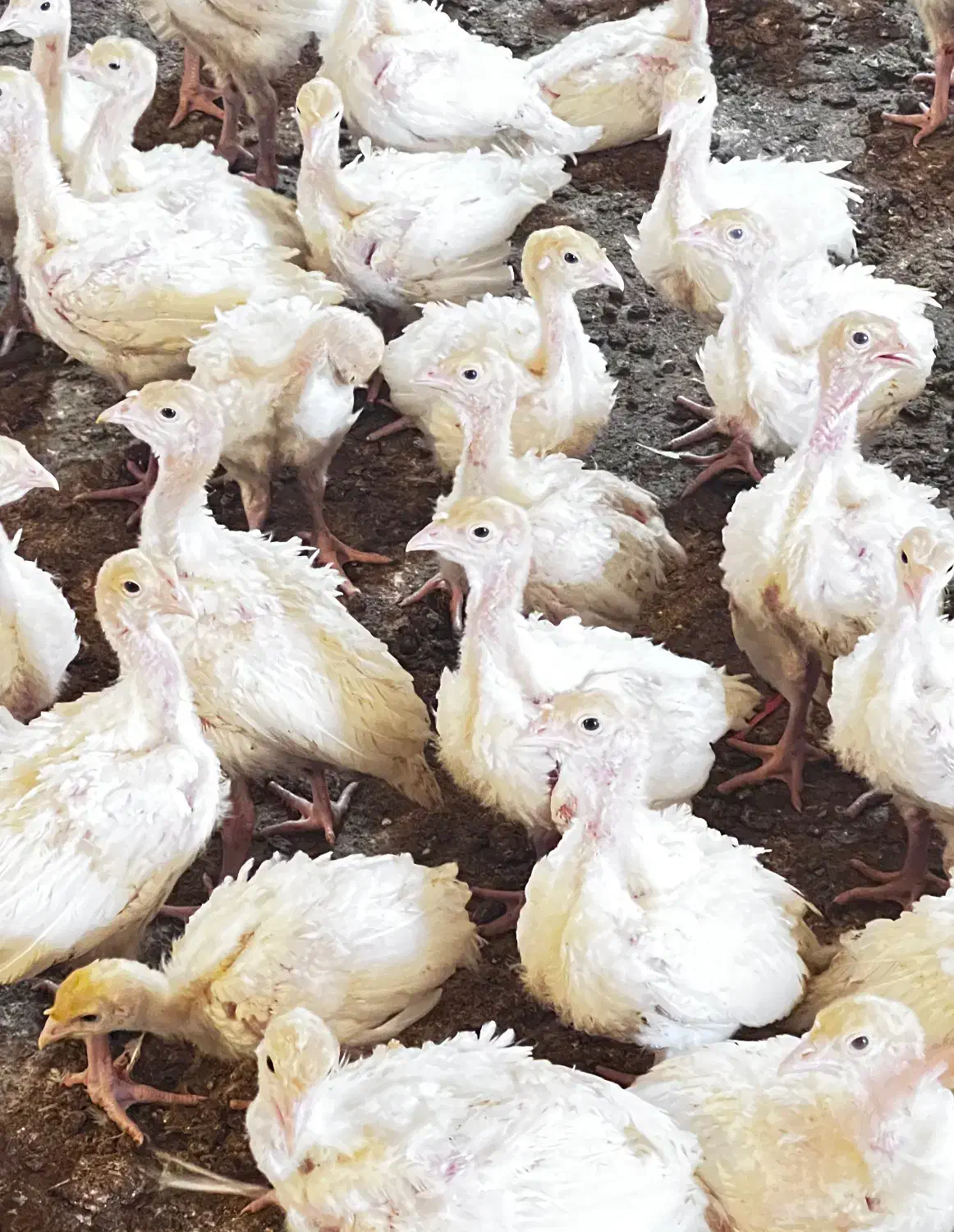 جوجه بوقلمون بیوتی ۲۰روزه|حیوانات مزرعه|مشهد, امیرآباد|دیوار