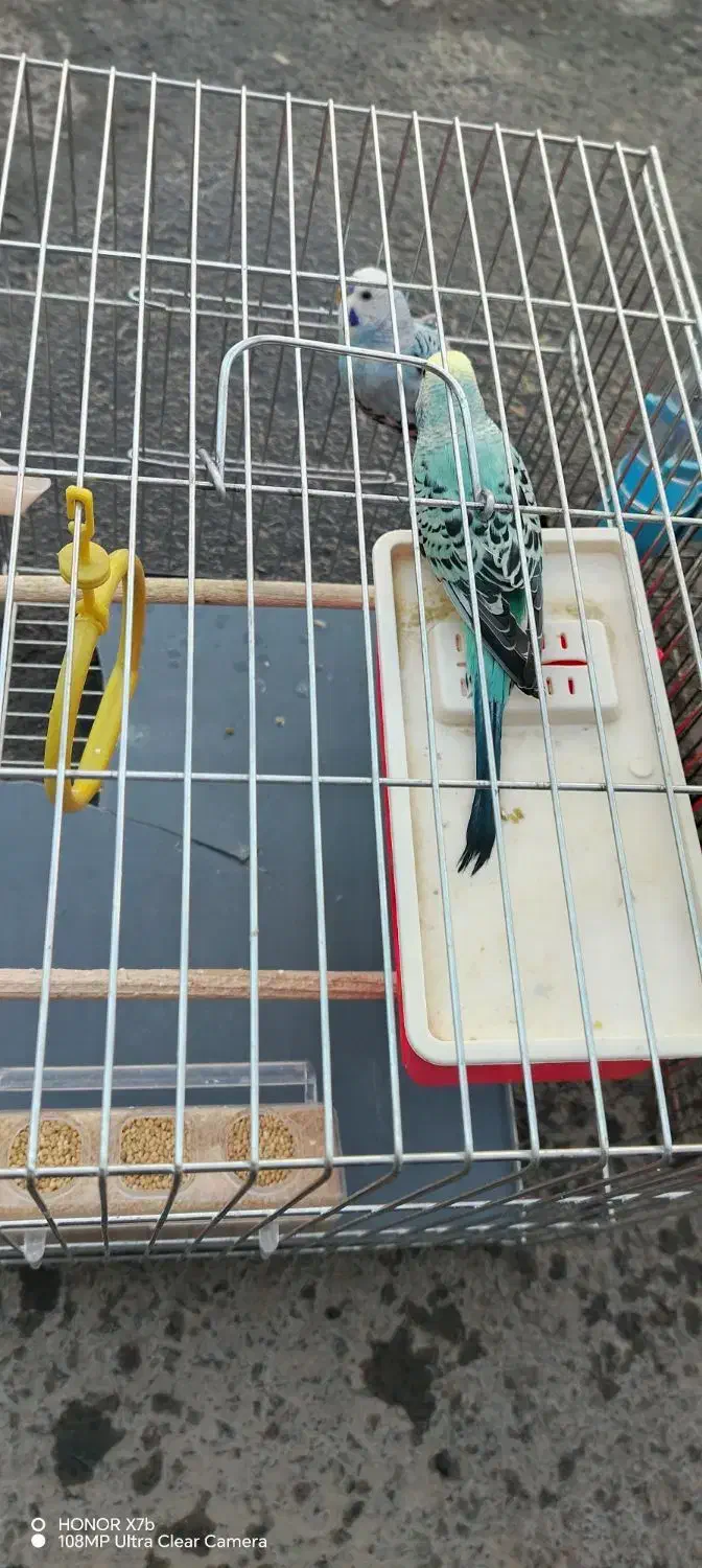 فروش پرنده مرغ عشق|پرنده|سنقر, |دیوار