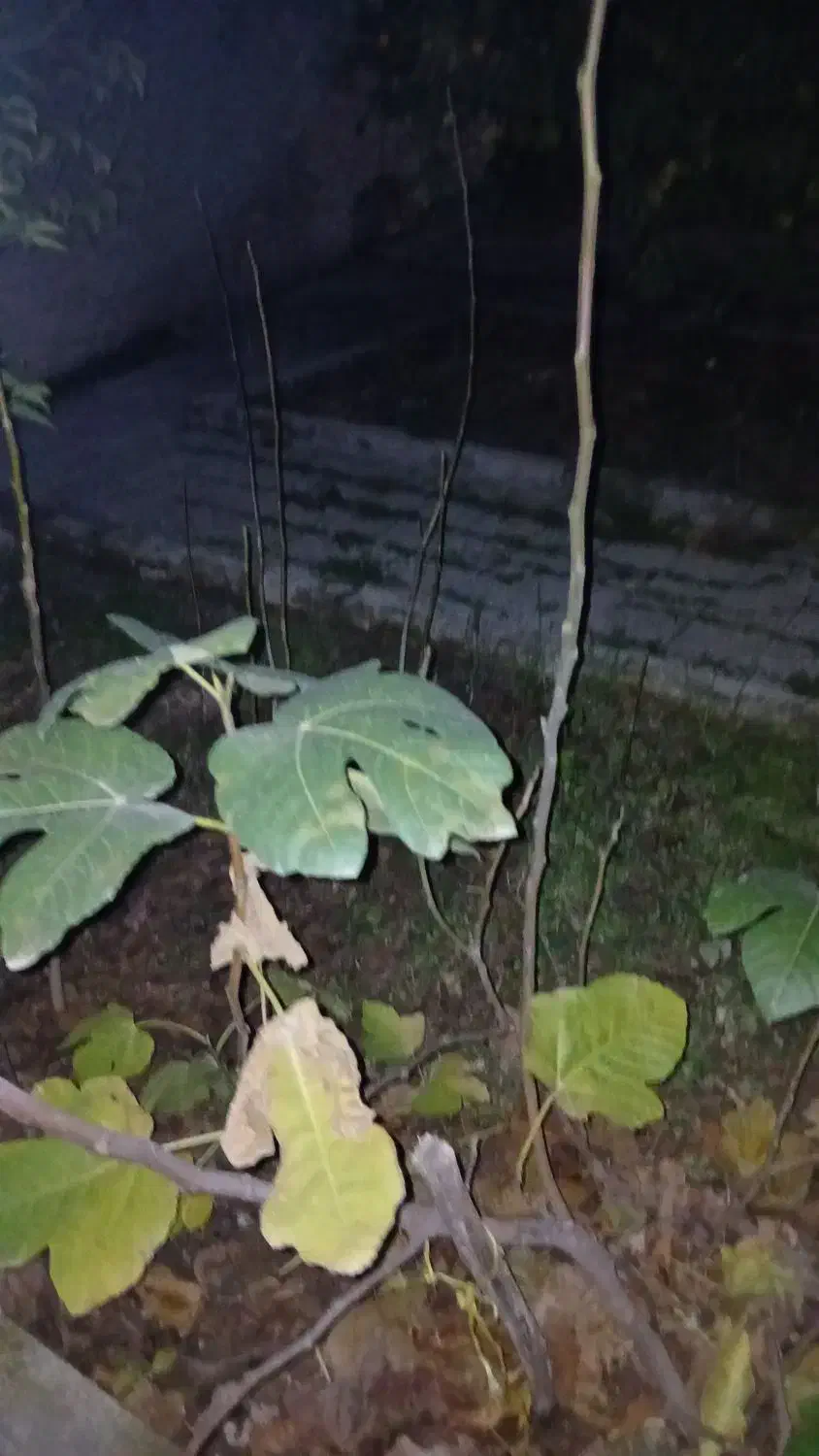 نهال انجیر گلوگاه|گل و گیاه طبیعی|بهشهر, |دیوار