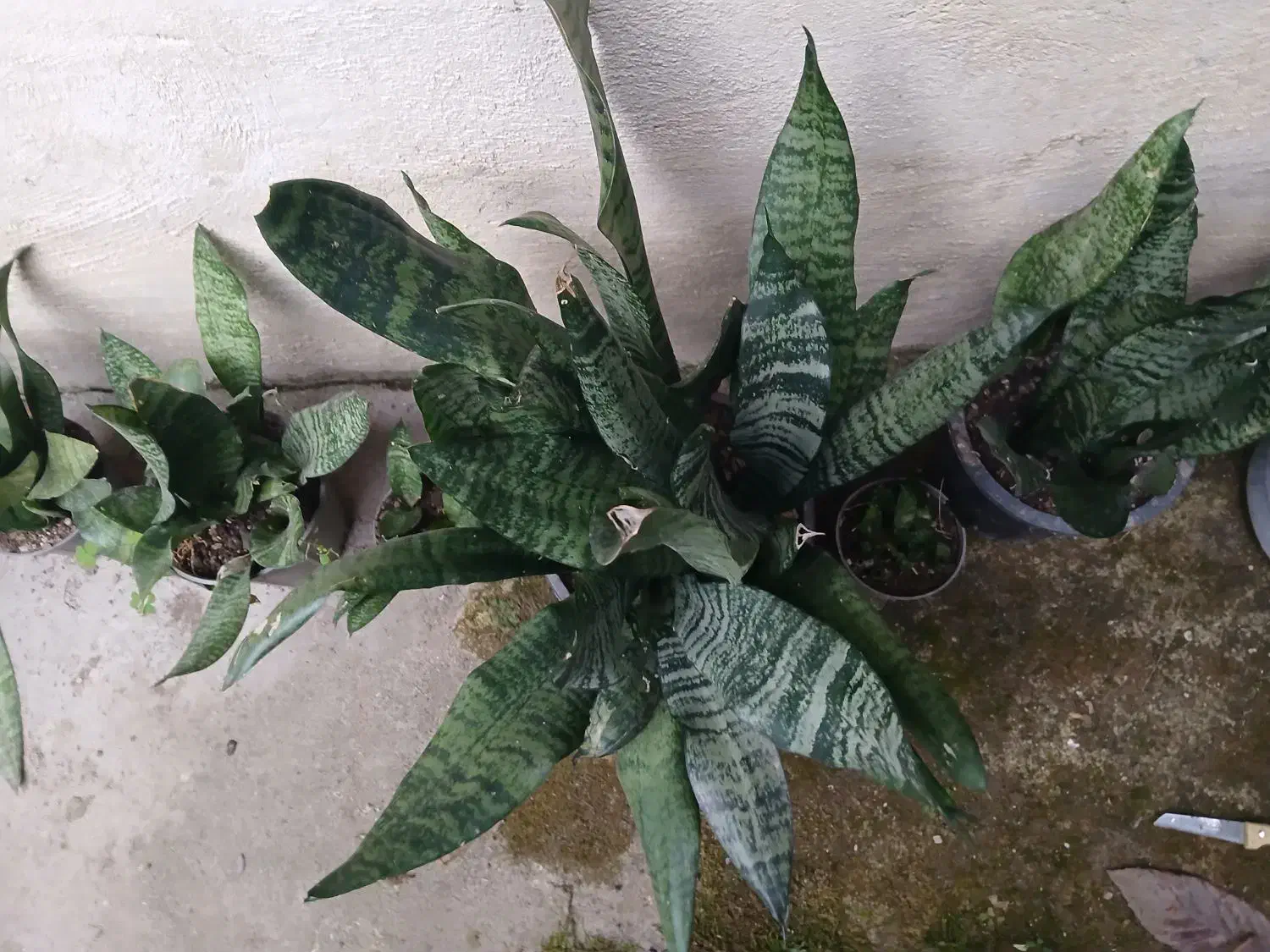 سانسوریا|گل و گیاه طبیعی|اسالم, |دیوار