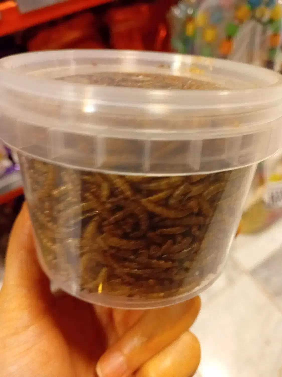 میلورم قوطی|لوازم جانبی حیوانات|رباطکریم, رباطکریم|دیوار