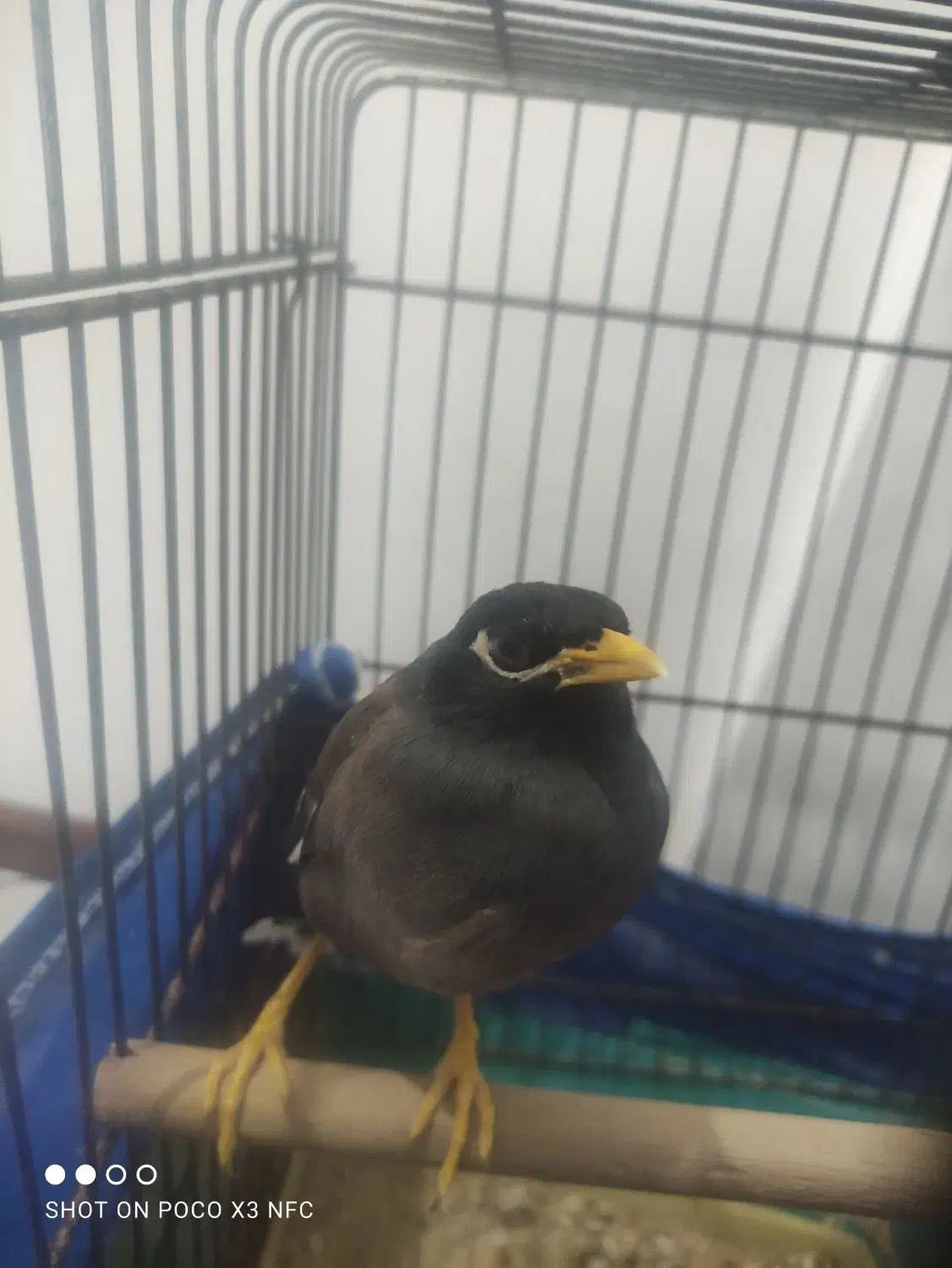 مینا ،عروس هلندی|پرنده|قرچک, زیبا شهر|دیوار