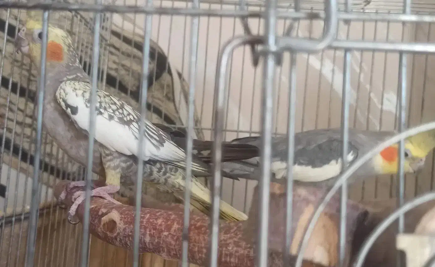 جفت عروس هلندی با وسایل|پرنده|ساوه, |دیوار