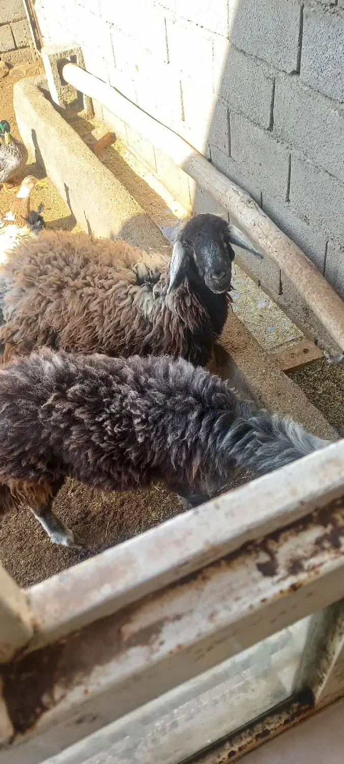 بره ماده افشار|حیوانات مزرعه|فیروزه, |دیوار