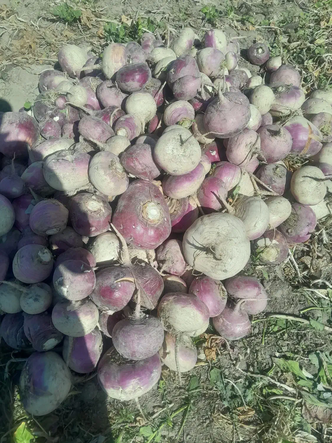 شلغم دامی|خدمات باغبانی و درختکاری|اصفهان, حصه جنوبی|دیوار