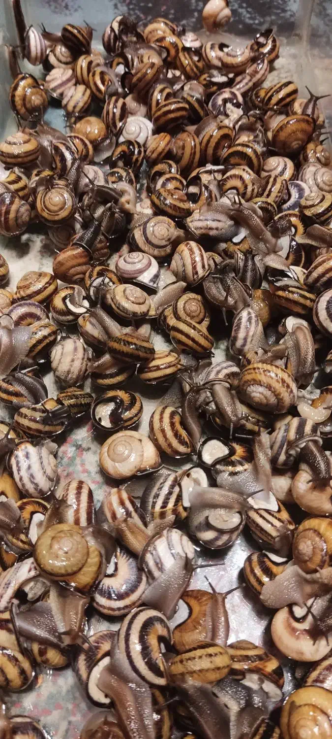 حلزون|خزنده|کرج, گلشهر|دیوار