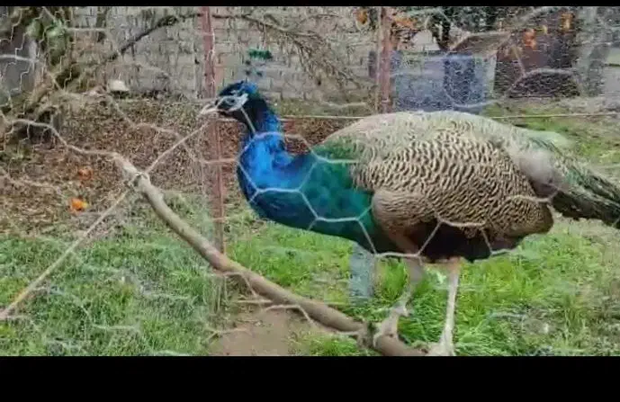 فروش طاووس|پرنده|تهران, افسریه جنوبی|دیوار