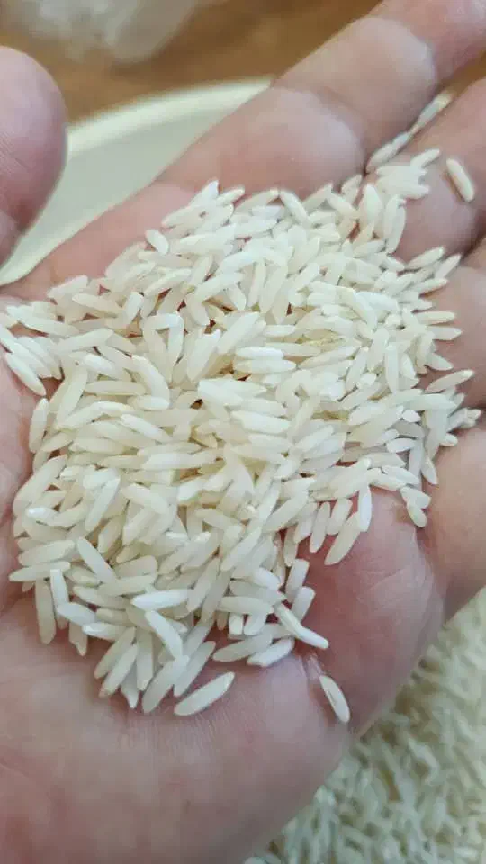 برنج هاشمی درجه یک|خوردنی و آشامیدنی|رشت, کاکتوس|دیوار