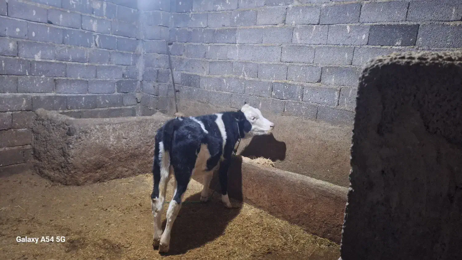 دامداری ۲۵۰ راسی|فروش دفتر صنعتی، کشاورزی، تجاری|قروه, |دیوار