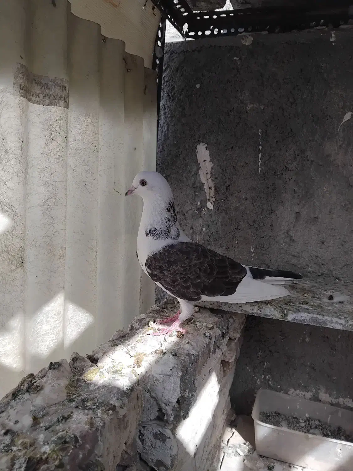 کفتر نروماده|پرنده|اسلامشهر, شهرک مهدیه|دیوار