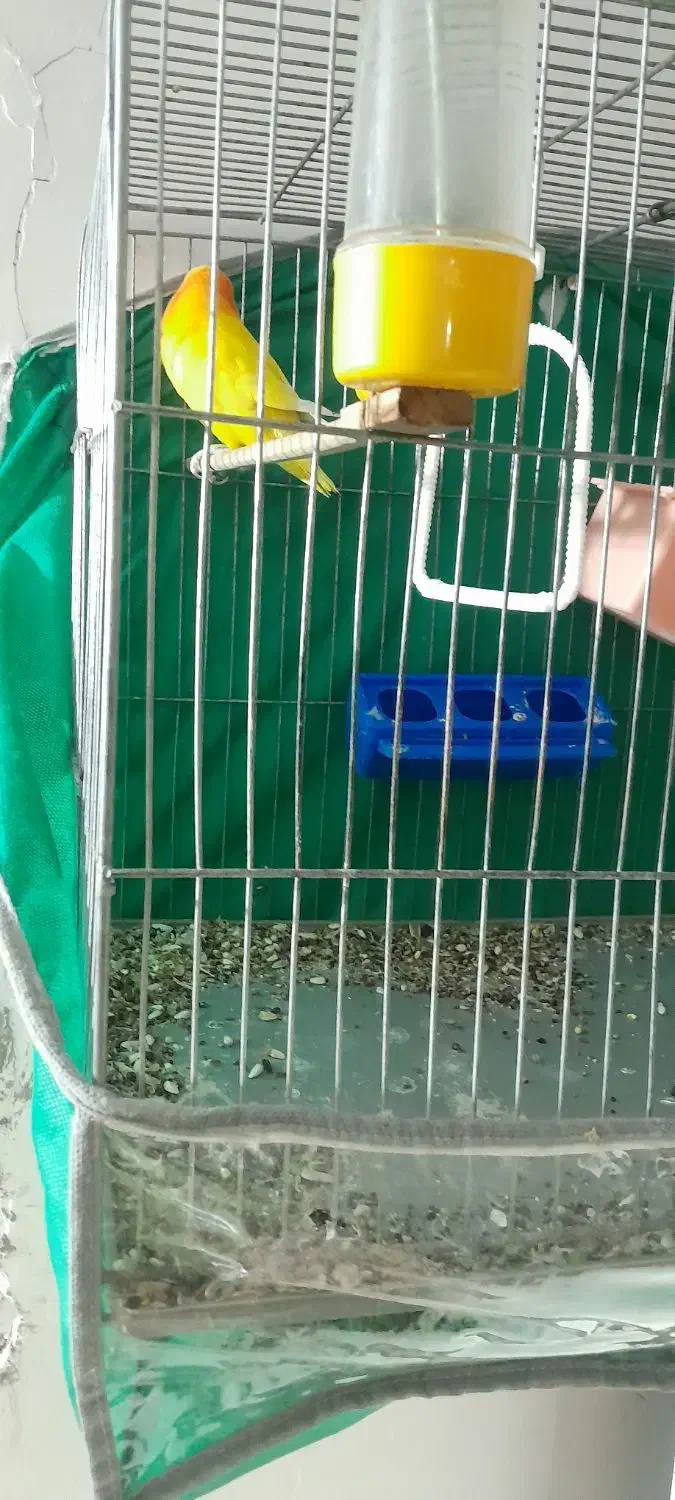 کوتوله فروشی|پرنده|بم, |دیوار