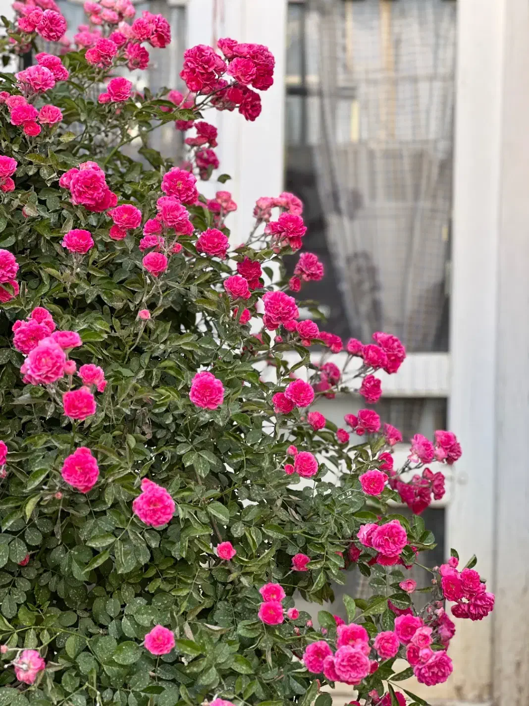 خانه کاهگلی اجاره ای|اجارهٔ کوتاهمدت آپارتمان و سوئیت|شهرکرد, |دیوار