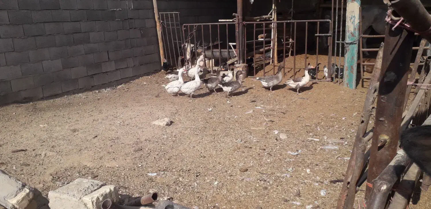 غاز|حیوانات مزرعه|قهدریجان, |دیوار