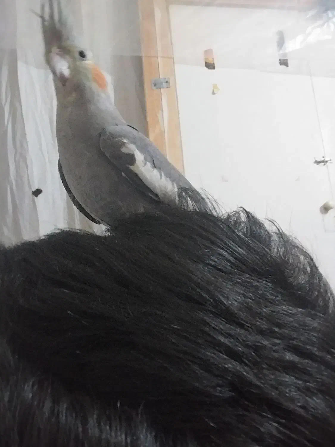 عروس هلندی|پرنده|شاهین‌شهر, گزبرخوار|دیوار