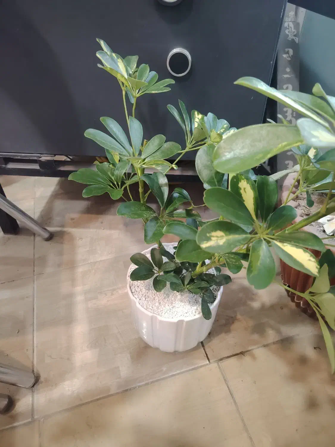 گل فروشی|گل و گیاه طبیعی|نیشابور, میدان حافظ|دیوار