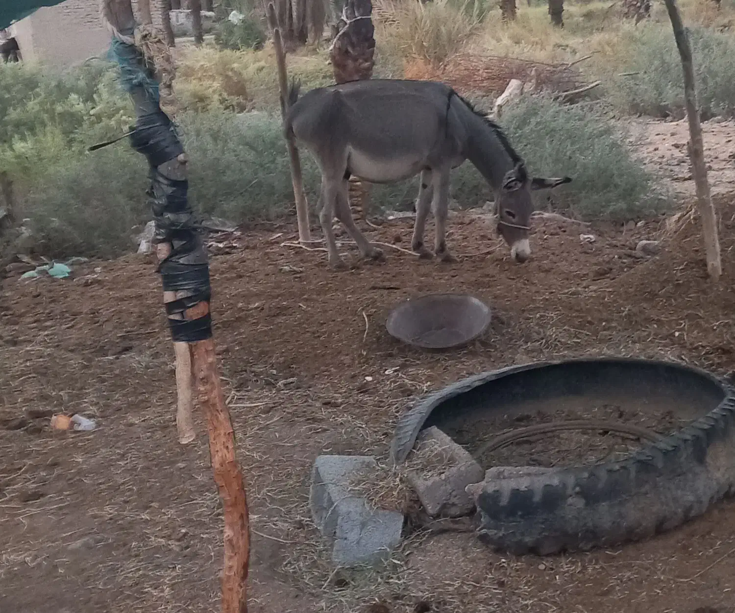 الاغ نر سالم فروشی|حیوانات مزرعه|جیرفت, |دیوار