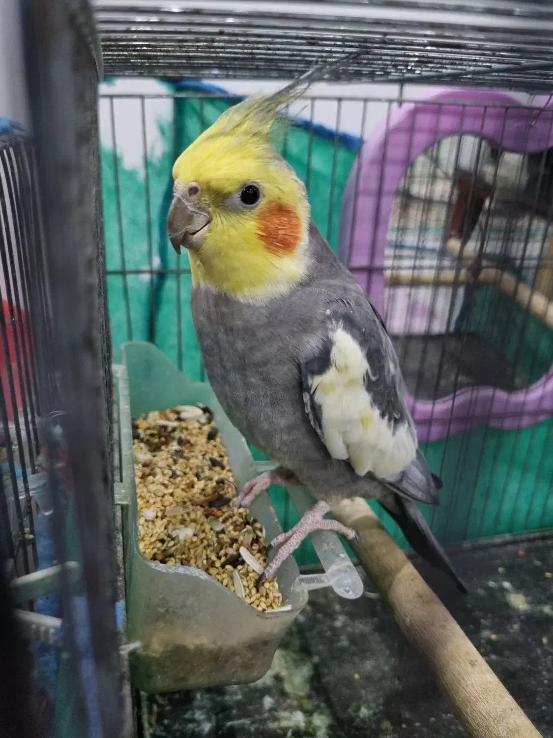 دو پرنده طوطی عروس سخنگو با قفس|پرنده|کوچصفهان, |دیوار