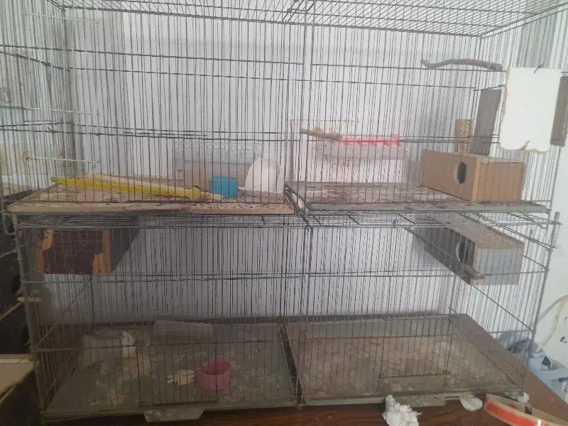 قفس پرون و یه قناری اهلی|لوازم جانبی حیوانات|بوشهر, |دیوار